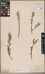 Foto von Salix candida Flüggé ex Willd. x Salix petiolaris Sm.